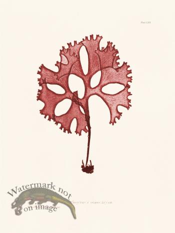 Bradbury Seaweed 062